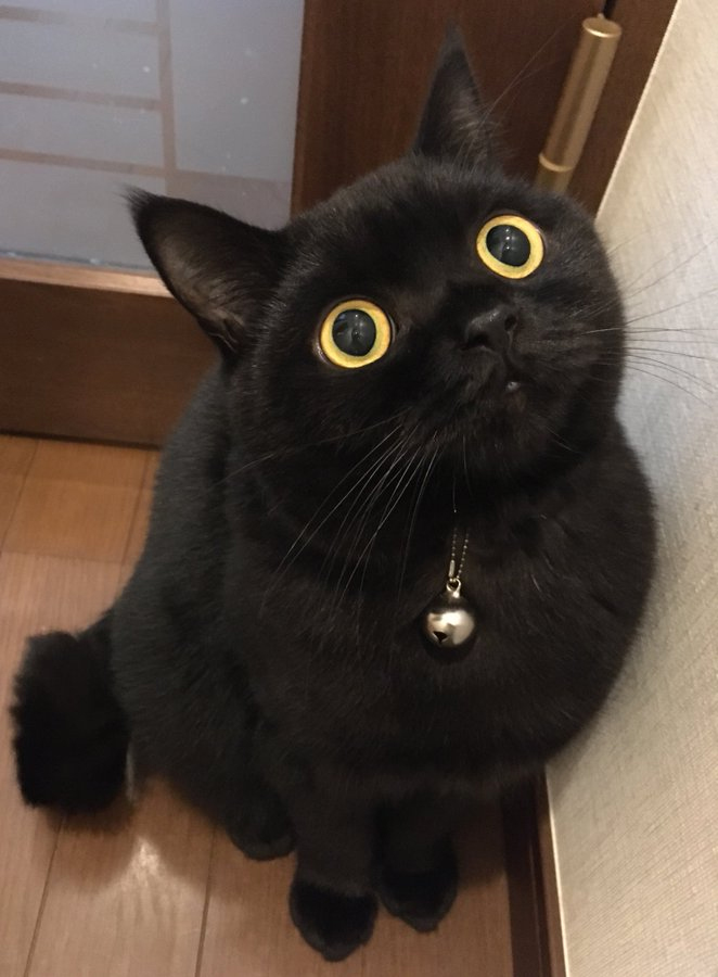こんな顔で見つめられたい 黒猫ちゃんのまんまるおめめが100点満点のかわいさ ねとらぼ