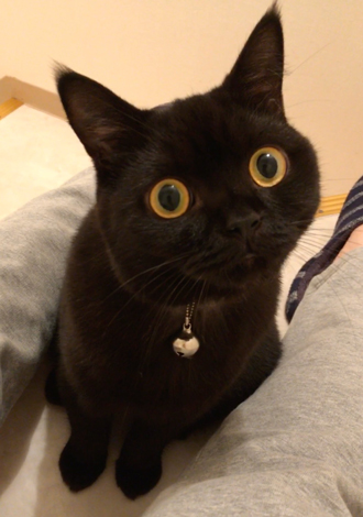 こんな顔で見つめられたい 黒猫ちゃんのまんまるおめめが100点満点のかわいさ ねとらぼ