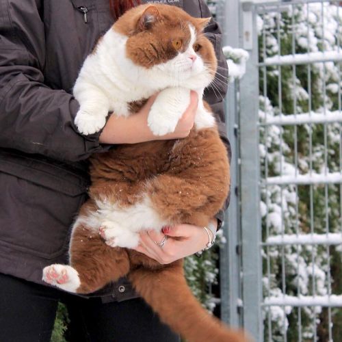 見返りムチムチ ブリティッシュショートヘアの見返り姿が味わい深いかわいさ ねとらぼ