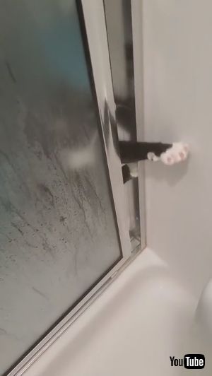 シャワー大好きネコちゃん