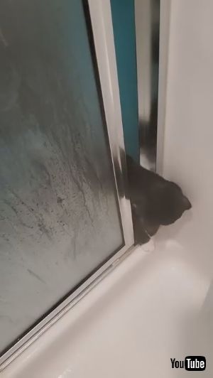 シャワー大好きネコちゃん