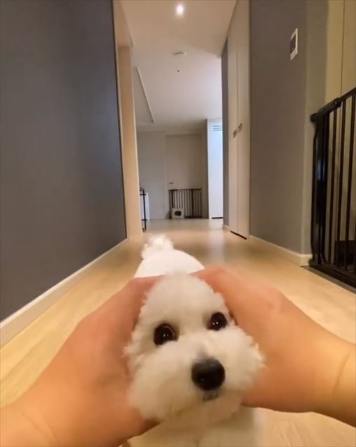 綿あめのようなホワホワトイプーちゃん 飼い主さんの手にはまる姿が問答無用にかわいくてにやけちゃう 1 2 ページ ねとらぼ