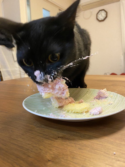 クリスマスケーキうまいにゃあああ そっちも食べるううう 猫用ケーキに荒ぶる猫ちゃん おいしさに虜となり野生に戻ってしまう ねとらぼ