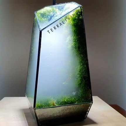 小さなガラスケースの中に幻想的な森が 神秘を感じる苔のテラリウムがステキ ねとらぼ