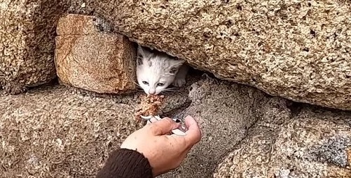 岩の中に猫がいるんです 2週間 岩に挟まれたままの子猫 地元の女性や子どもたち総出の救出劇 1 2 ページ ねとらぼ