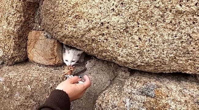 岩の中に猫がいるんです 2週間 岩に挟まれたままの子猫 地元の女性や子どもたち総出の救出劇 1 2 ページ ねとらぼ