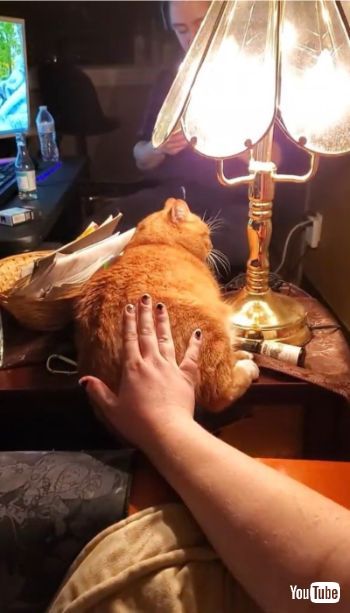 Cat Powered Touch Lamp
