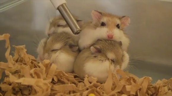 4匹のハムスターがくっついてお団子状態 モフモフぎゅうぎゅうしている光景がとっても幸せ ねとらぼ