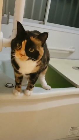 お風呂のお湯が抜けていた原因 まさかの猫だった 排水栓ボタンめがけて強烈パンチする猫に めちゃめちゃ全力で踏んでて笑った ねとらぼ