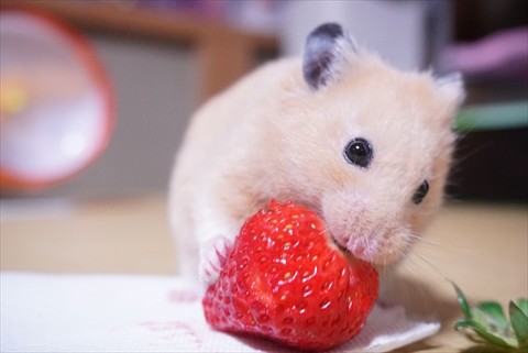 あ あま い イチゴの甘さにびっくり したハムスター 脳内アフレコしたくなる表情がかわいい ねとらぼ