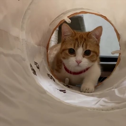 ちょっと緊張して前足がプルプルしちゃう 猫トンネルに挑戦する子猫が応援したくなるかわいさ ねとらぼ