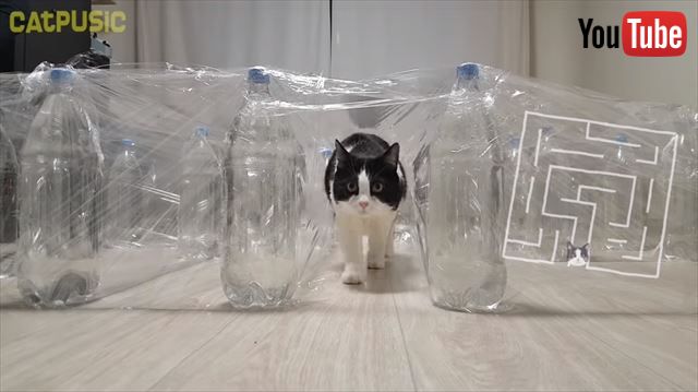 飼い主さんの自作 透明迷路 に挑むのは 猫ちゃん 見えているのに進めない な様子の猫ちゃん 1 2 ページ ねとらぼ