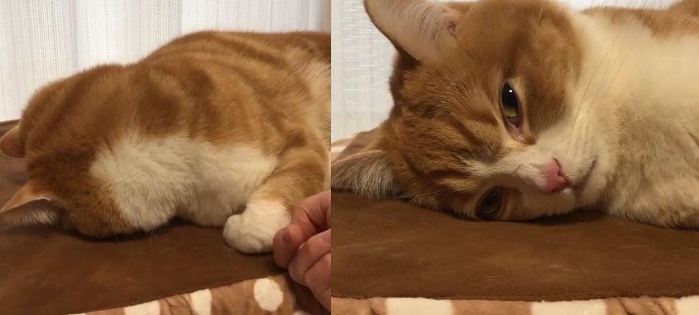 猫用こたつにお顔をうずめて ごめん寝 のもんちゃん 飼い主がナデナデ 起こさニャイで の不機嫌顔もかわいい ねとらぼ