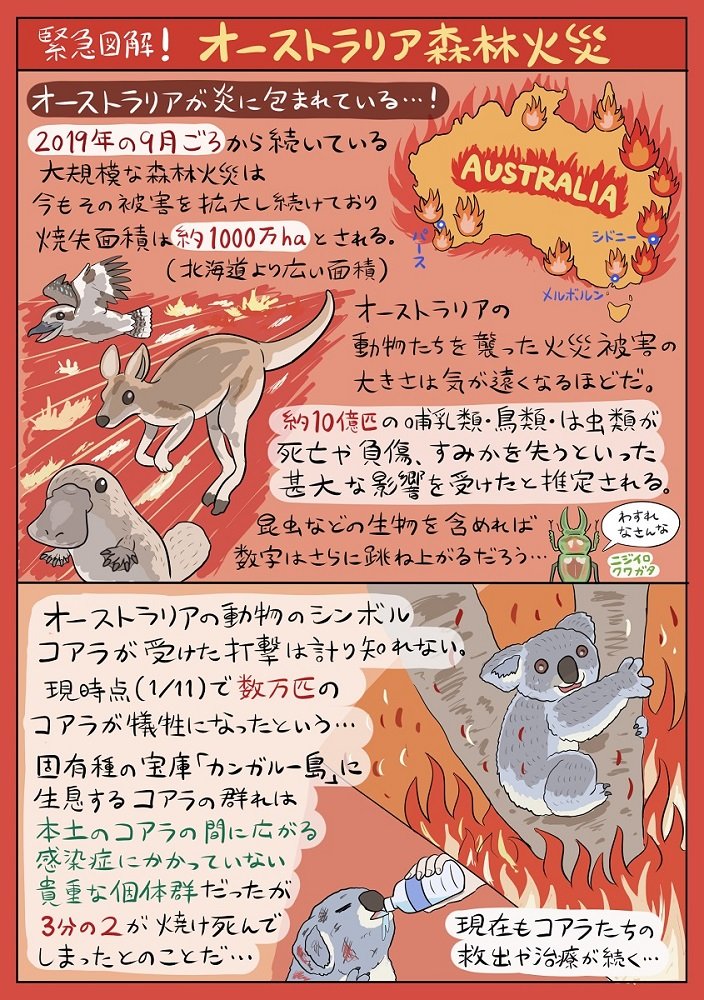 消失面積は北海道より広く 数万匹のコアラが犠牲に オーストラリア森林火災の現状をまとめた図解に関心が集まる ねとらぼ