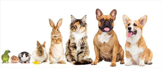 人気の犬種・猫種ランキング2019 犬の1位はトイ・プードル、猫の1位は？ - ねとらぼ
