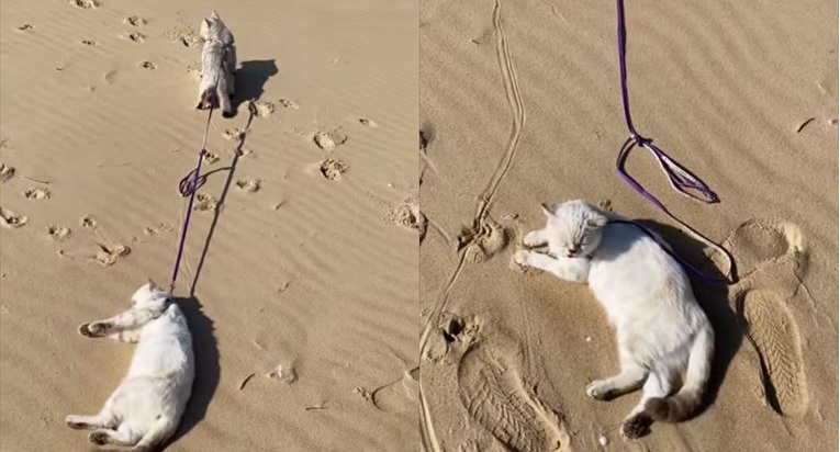 さあ行くよ え やだよぉ 散歩をしたくない猫ちゃんを引っ張る猫さんが力強い 1 2 ページ ねとらぼ