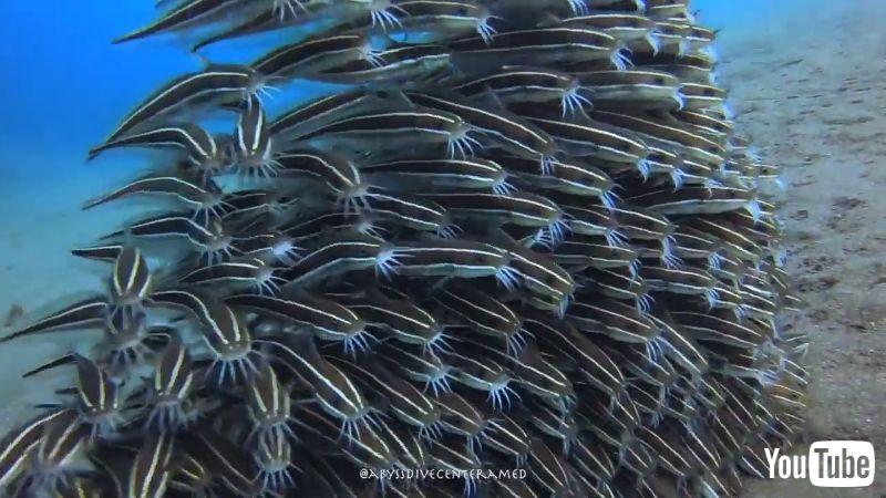 ゾワッとしつつも思わず二度見 巨大な生き物のようなミナミゴンズイの幼魚たちが神秘的 1 2 ページ ねとらぼ