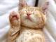 かわいい猫写真やグッズが集結　「だいまる猫まつり」2月5日から大丸東京店で開催ニャ