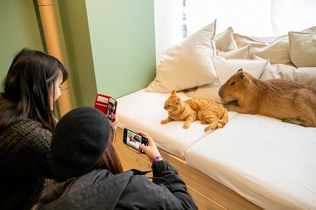 カピバラと猫を一緒にモフモフ触れ合えるカフェ カピねこカフェ が吉祥寺にオープン ねとらぼ