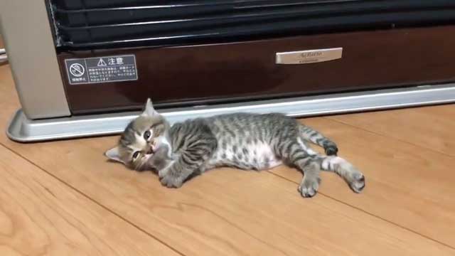 検証結果 猫は生後4週間程でストーブ前でくつろぎ出す 前足 あむあむ を披露する子猫の成長記録がいとおしい ねとらぼ