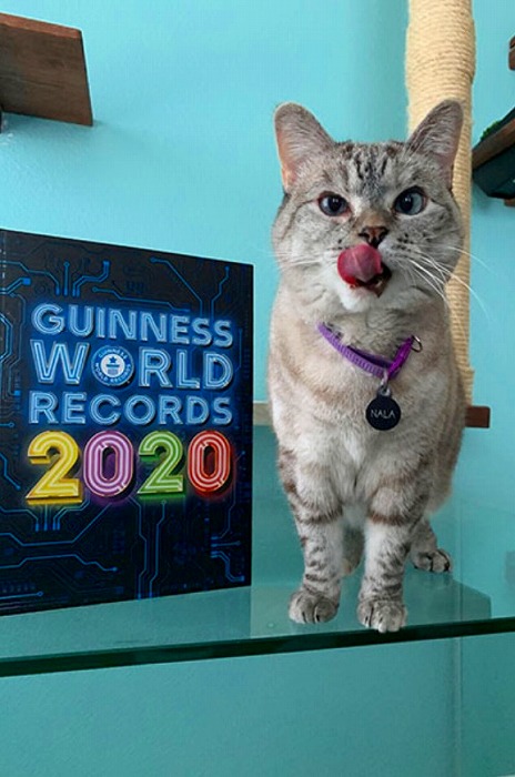 最もinstagramのフォロワー数が多い猫 ナラちゃん がギネス世界記録に認定 1 2 ページ ねとらぼ
