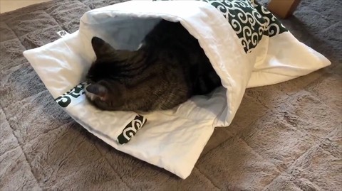 猫 お布団の使い方 完璧にマスターしたニャ 猫用布団に入る姿に 寝姿すごくかわいい 枕の使い方もばっちり ねとらぼ