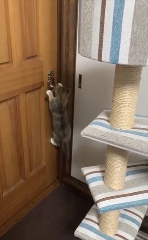 ドアを開ける猫ちゃん