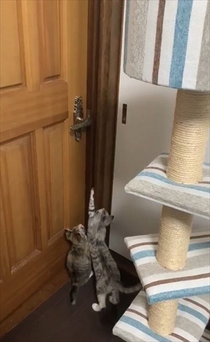 ドアを開ける猫ちゃん
