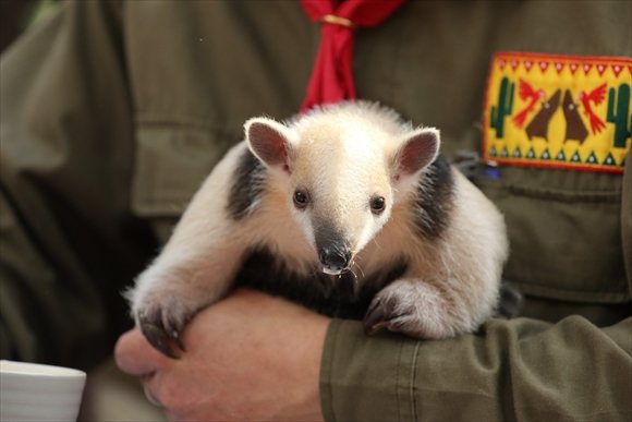 飼育員さんとのイチャイチャがかわいい アリクイの赤ちゃんに 心が洗われる なにこのかわいい生き物 の声 ねとらぼ