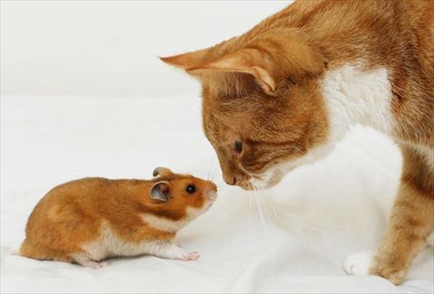 猫の ミミ とハムスターの ベル は仲良し 猫とハムスターの 鼻ちゅん が興味深い 1 2 ねとらぼ