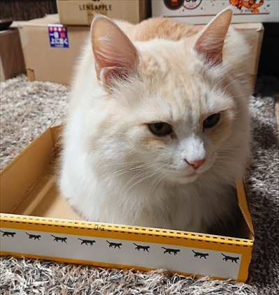 小さい箱に入る猫ちゃん