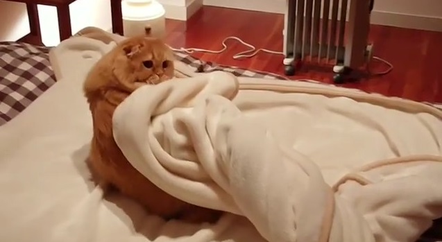 おやすみニャさい」 自ら毛布をかぶるネコちゃんの人間のような動作に 