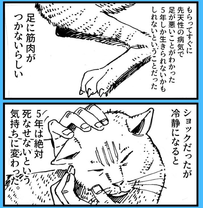 余命5年 と言われ 先天性の病気で歩けない猫のオサムくん たくましく生きる漫画に勇気をもらう 1 2 ページ ねとらぼ