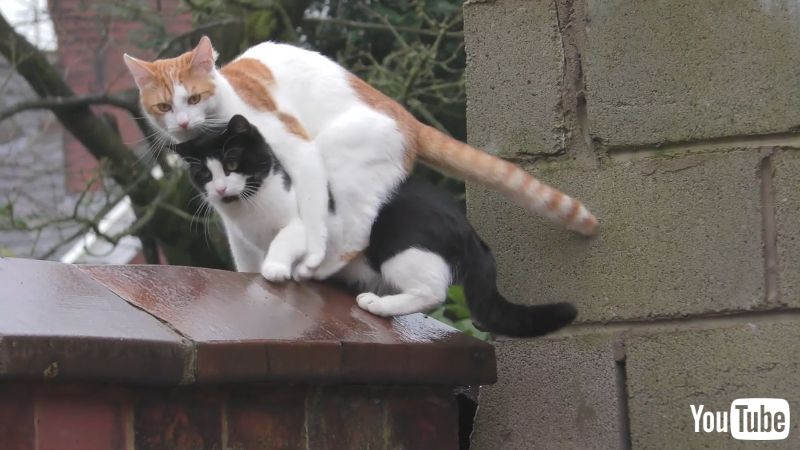 2匹の猫が塀にジャンプ あっ 同時に着地した猫ちゃんたちに気まずい空気が流れてしまう 1 2 ページ ねとらぼ