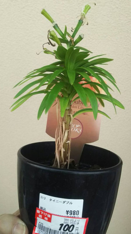 ホームセンターの片隅で朽ちかけた花を買い取って立派に育て上げるお母さんに敬意 愛を感じる まさに緑の指 ねとらぼ