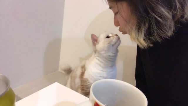 猫ちゃんからの最高に胸キュンするキス 飼い主さんの頬に前足を添えて顔を寄せる姿にときめく人が続出 ねとらぼ