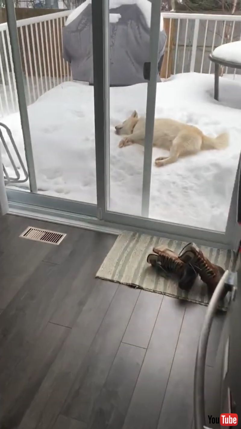 ワンコ は 寝ながらペロペロ 最高にしあわせ ごろ寝しながら雪をなめる犬がシュール 1 2 ページ ねとらぼ