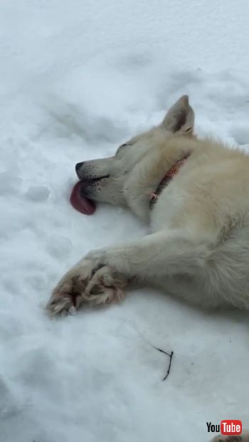 Snow Loving Dog