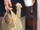 「猫をコンビニの袋に入れて運ぶオカン」　袋好きな猫ちゃんとオカンのおちゃめな姿が「うちもよくやる」と話題