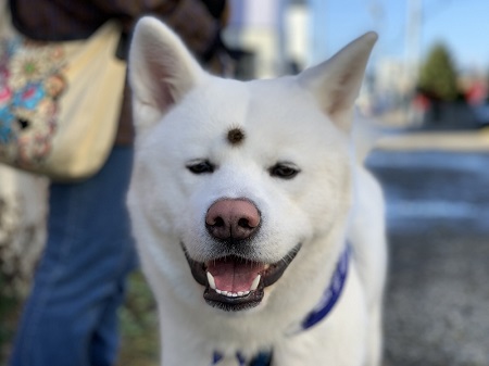 これは反則 アップグレードしていく秋田犬の猛烈 おねだり が面白すぎる ねとらぼ