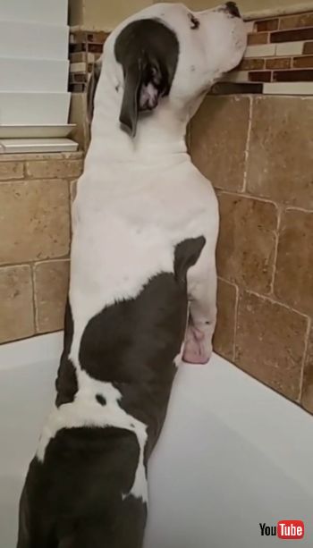 Doesn't Want to Take a Bath