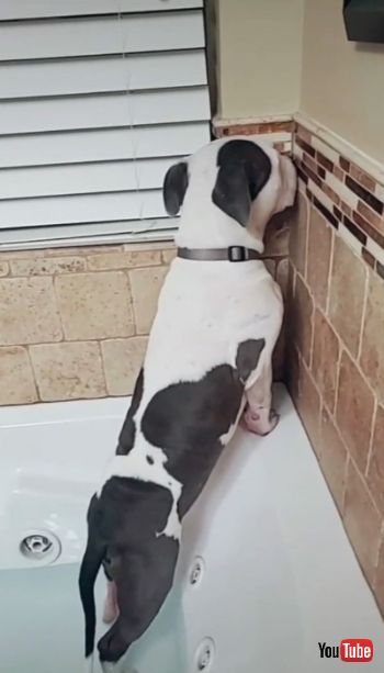 Doesn't Want to Take a Bath