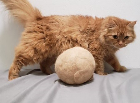 これはニャンだ 3年分の猫抜け毛を保存 特大毛玉ボールに 不思議そうなモフモフ猫ちゃんがかわいい ねとらぼ