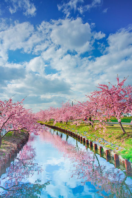 桜 写真 三重県 松阪市 笠松河津桜ロード きれい