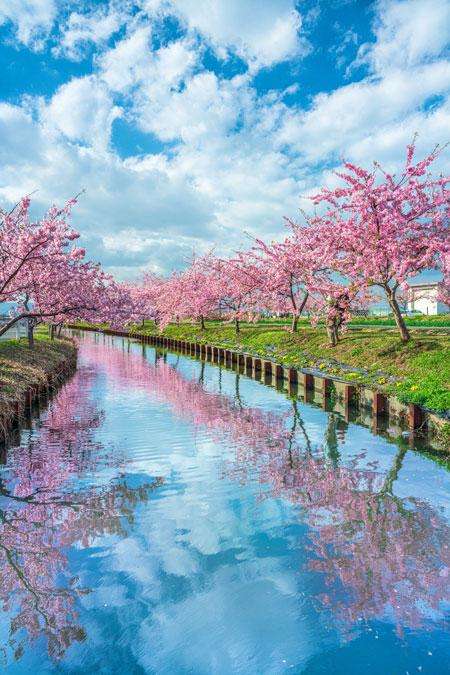 三重県で撮影された桜の写真が幻想的 満開の桜並木のリフレクションを捉えた一枚が話題に L Miya 03miesakura02 Jpg ねとらぼ