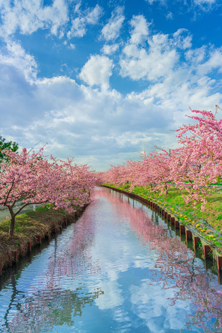 三重県で撮影された桜の写真が幻想的 満開の桜並木のリフレクションを捉えた一枚が話題に ねとらぼ