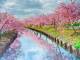 三重県で撮影された桜の写真が幻想的……！　満開の桜並木のリフレクションを捉えた一枚が話題に