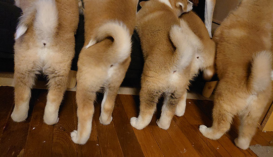 秋田犬一同 どうもすみませんでした 反省する秋田犬のしょんぼり顔がそっくりすぎて許してしまう ねとらぼ