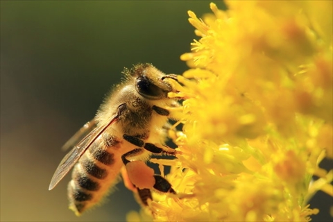ミツバチの社会から私たち人間が学ぶべきこととは ねとらぼ