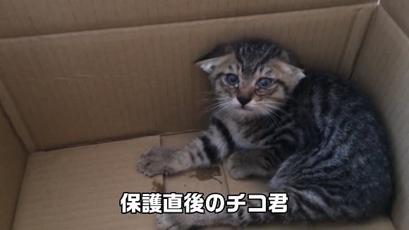 段ボールの隅っこで シャー 威かくする保護猫 デレデレの甘えん坊に成長 幸せそうな姿がうれしくなる ねとらぼ